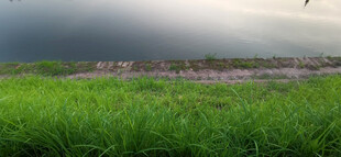 阴沉天空下的草地与水面