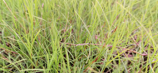 翠绿茂盛的草地景观