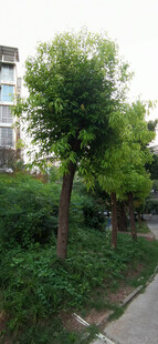 路边绿树与繁茂植被景观