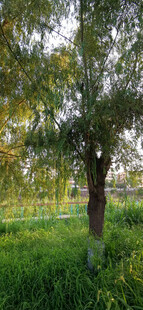 林间绿意盎然的树木景观