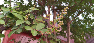 绿叶繁花下的红墙景致