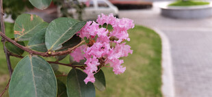 娇艳粉色花卉绽放枝头