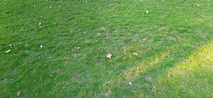 阳光下的翠绿草地