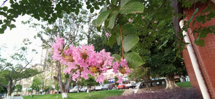 粉色繁花装点的庭院角落