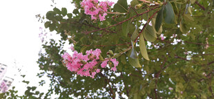 枝头绽放的粉色美丽花朵