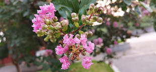 娇艳盛开的粉色紫薇花卉