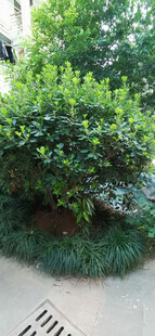 绿意盎然的灌木景观