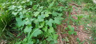 地面生长的绿色牵牛花藤