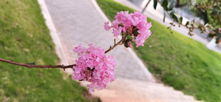 枝头绽放的粉嫩花朵