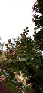 繁花满枝的绿植景观