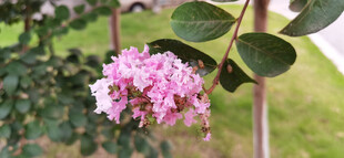 娇艳粉色紫薇花绽放枝头