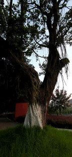 古老大树下的静谧场景