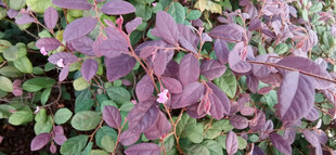 紫叶灌木植物特写