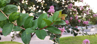 绿叶丛中绽放的娇艳花朵