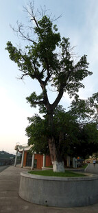 公园中的茂盛大树