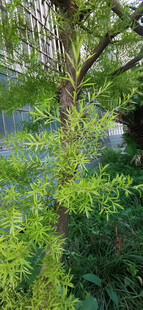 葱郁树林中的生机景象