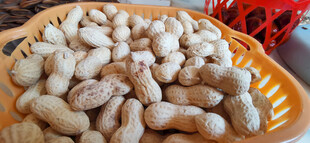 一盘香脆带壳花生