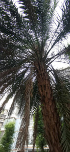 高大棕榈树