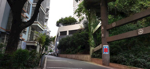 绿树环绕的幽静道路