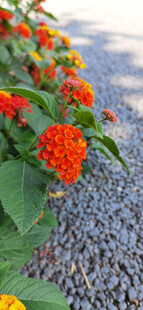 石间绽放的鲜艳花卉