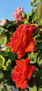 艳丽绽放的红色月季花卉