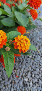橙色花朵与绿叶碎石景观