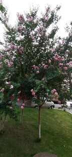 盛开的繁花绿树景观