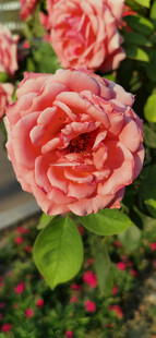 娇艳粉色玫瑰绽放