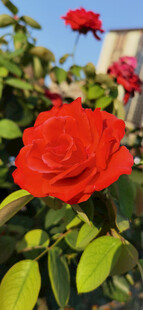 娇艳红玫瑰绽放绿叶间