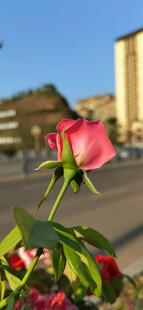 街头绽放的娇艳粉色玫瑰