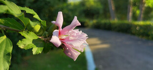 娇艳木槿花绽放于绿叶间