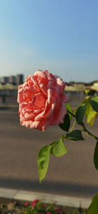 娇艳单朵月季花绽放