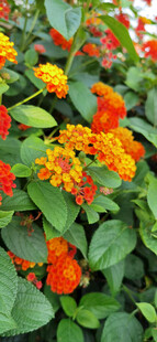 鲜艳多彩的马缨丹花卉