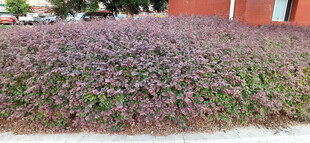 紫色灌木丛景观