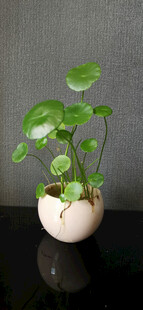 白色花盆中生长的清新绿植