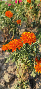 鲜艳万寿菊绽放