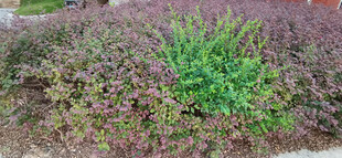 绿叶点缀紫色灌木景观