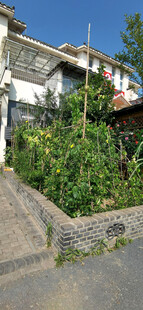 乡村小院的绿植与建筑