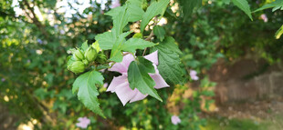 紫色喇叭状木槿花绽放