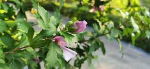 绿叶间绽放的娇艳木槿花