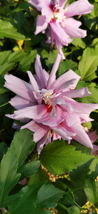 娇艳粉色木槿花绽放