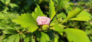 粉色木槿花绽放于绿叶间