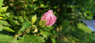 娇艳粉色木槿花