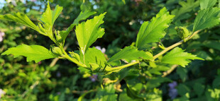 木槿翠绿枝叶展现自然生机