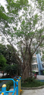 公园中的葱郁树木与设施