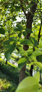 绿叶间的繁茂景象