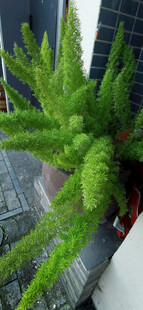 庭院中绿植景观