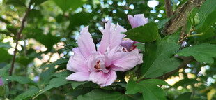 娇艳粉色花朵绽放枝头