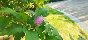 绿叶丛中的娇艳粉花