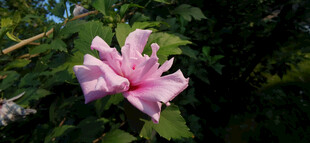 娇艳粉色木槿绽放